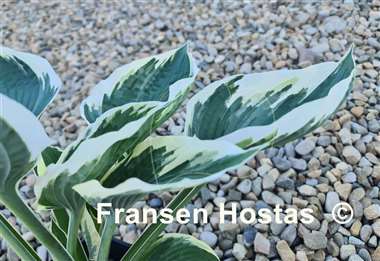 Hosta Zonda